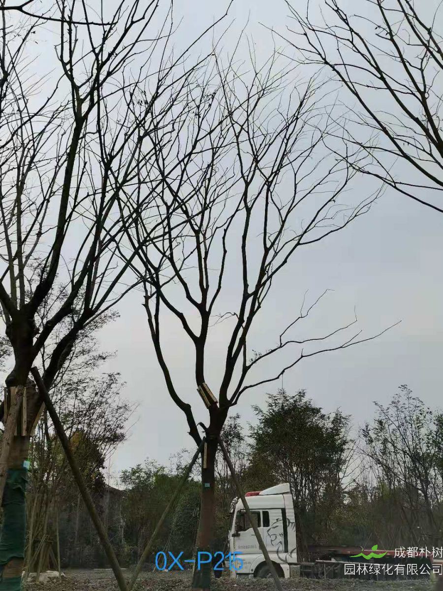 23-30公分朴树在2020年价格如何？