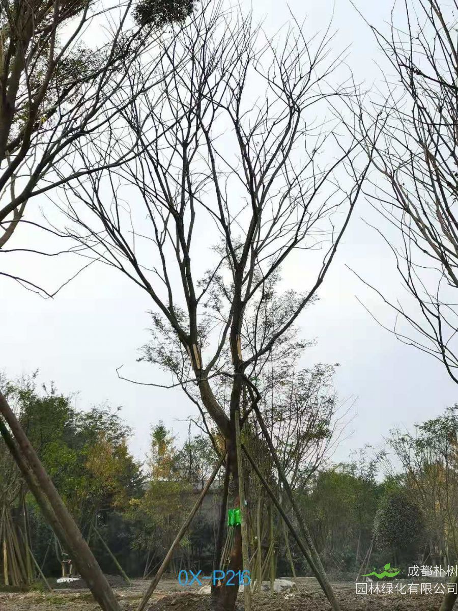 2020年31-34公分朴树最新价格详情