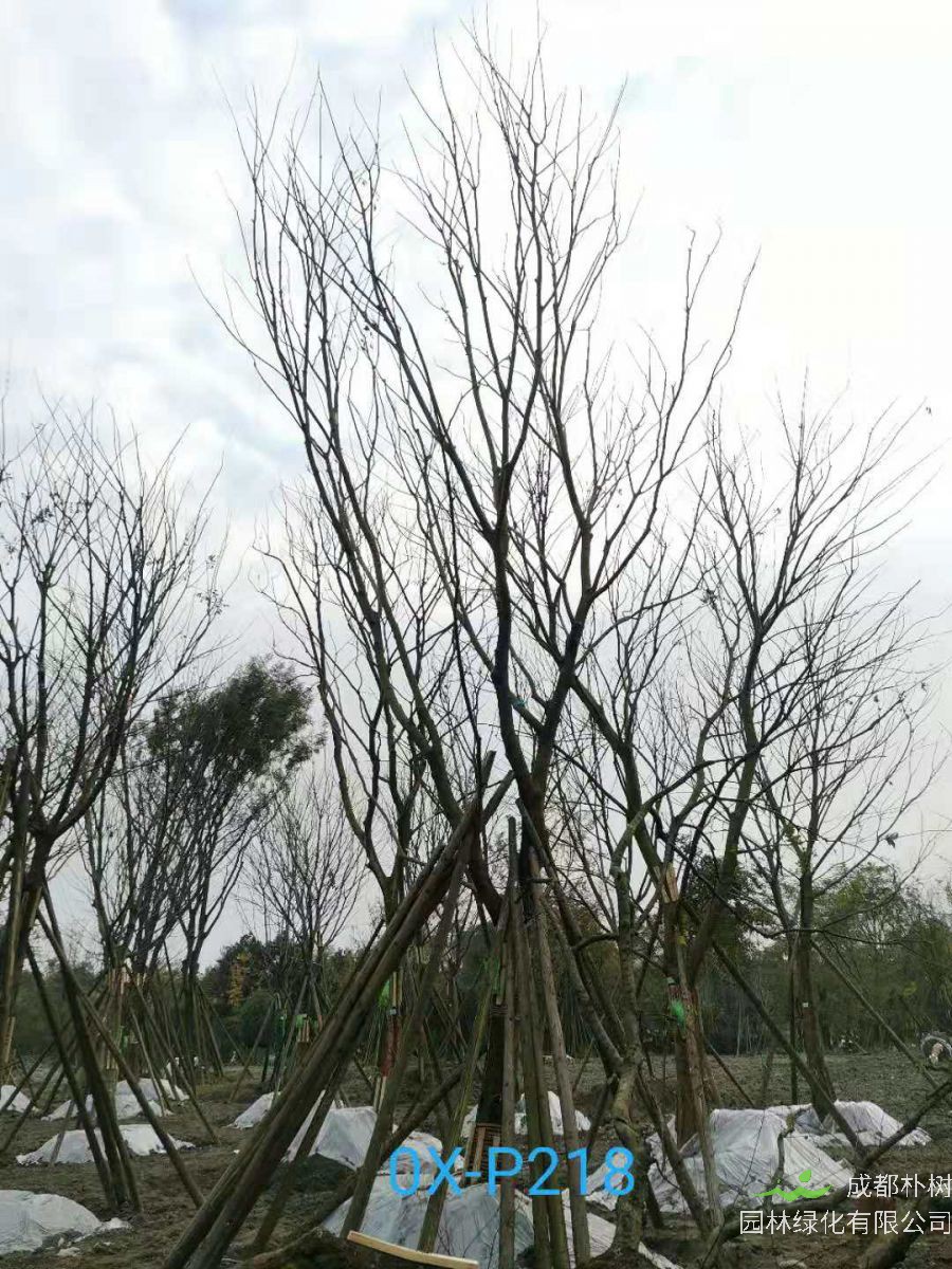 23-30公分朴树在2020年价格如何？