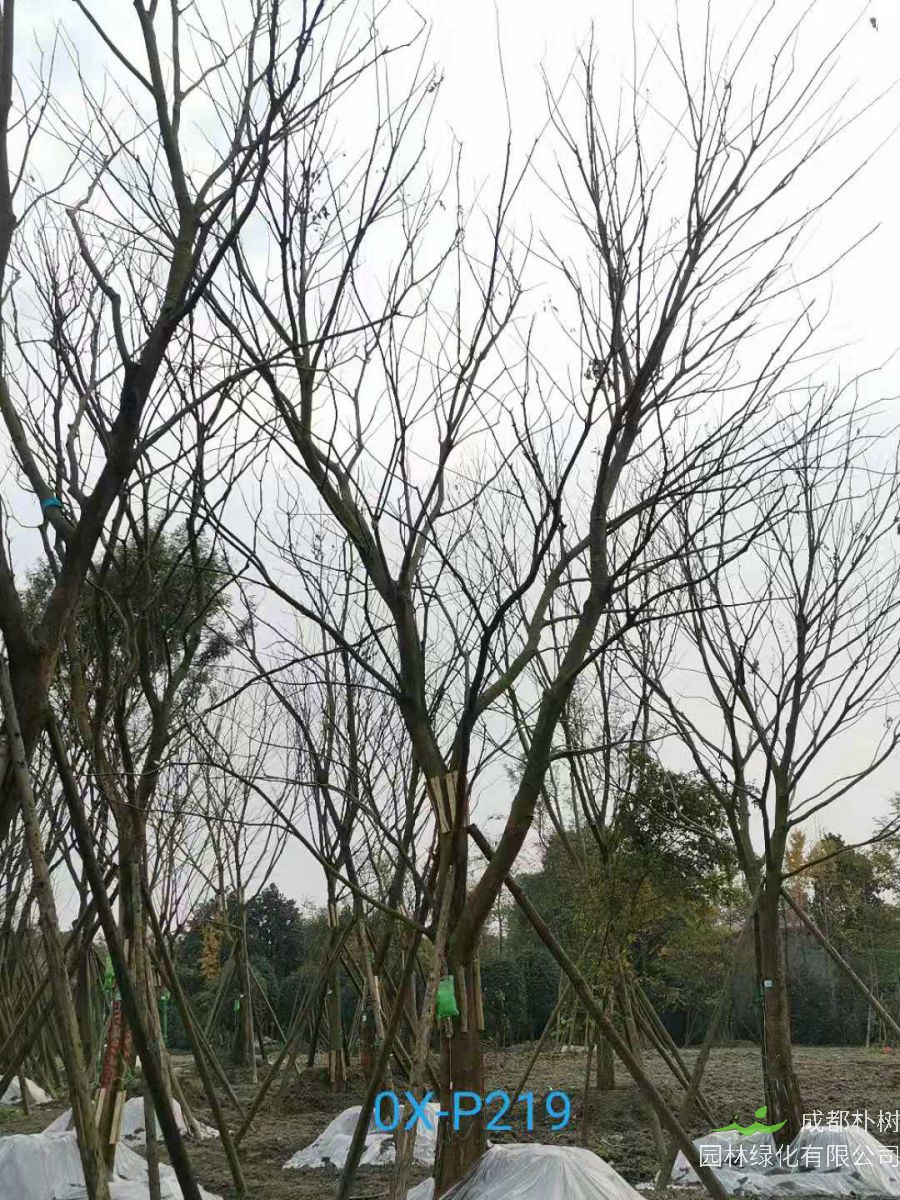 2020年31-34公分朴树最新价格详情