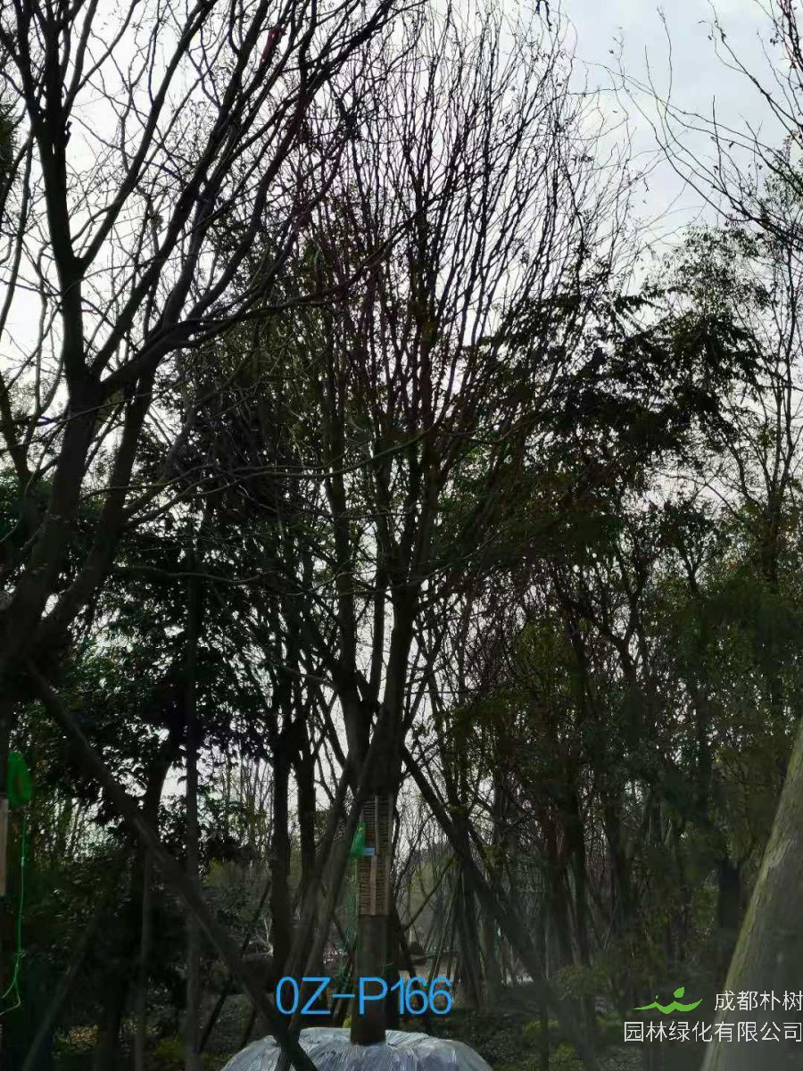 双流区23-26公分精品皂角树价格如何？