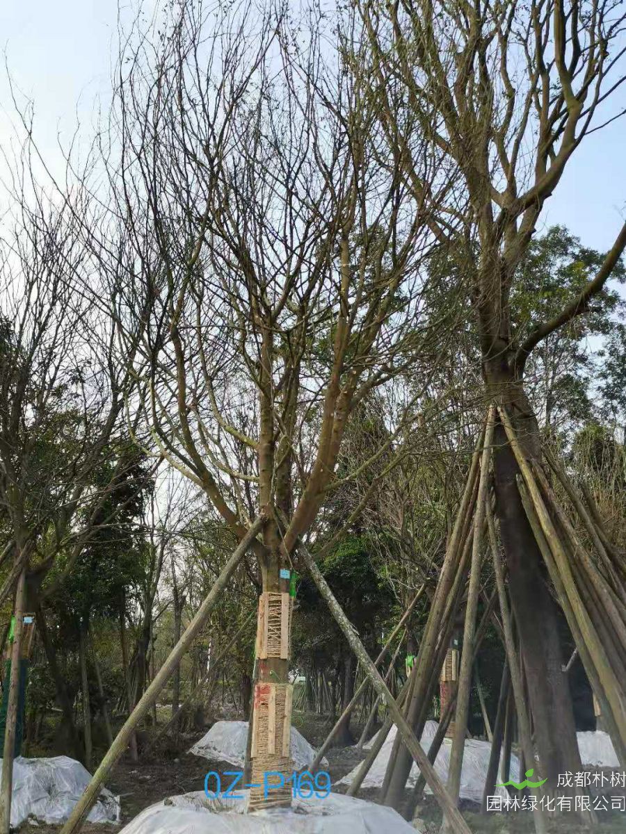 双流区23-26公分精品皂角树价格如何？