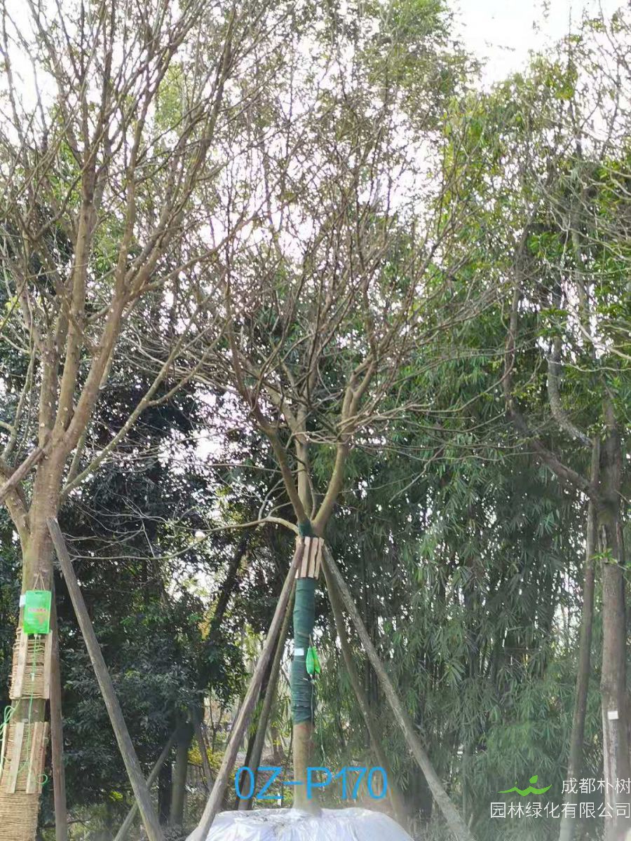 双流区23-26公分精品皂角树价格如何？