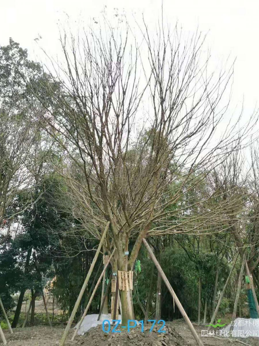 2020年四川省-雅安市27-30公分皂角树是什么价位？