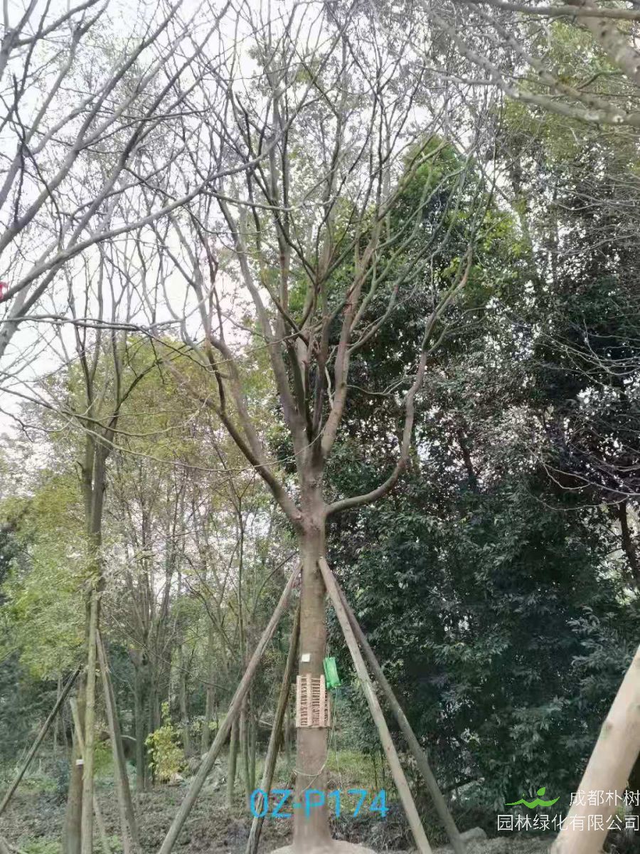 2020年四川省-雅安市27-30公分皂角树是什么价位？