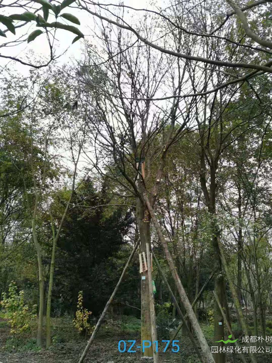 2020年四川省-雅安市27-30公分皂角树是什么价位？