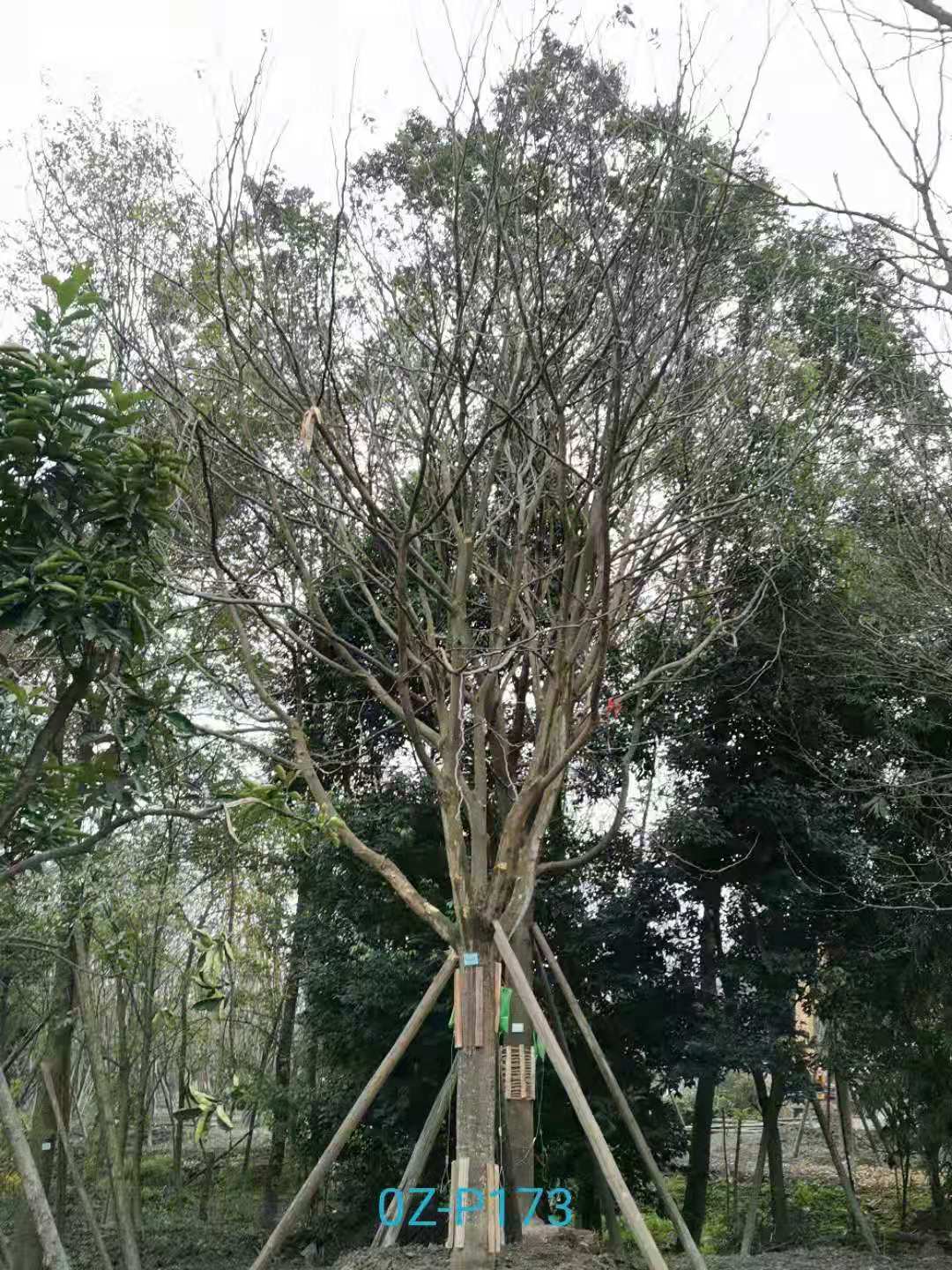 双流区23-26公分精品皂角树价格如何？