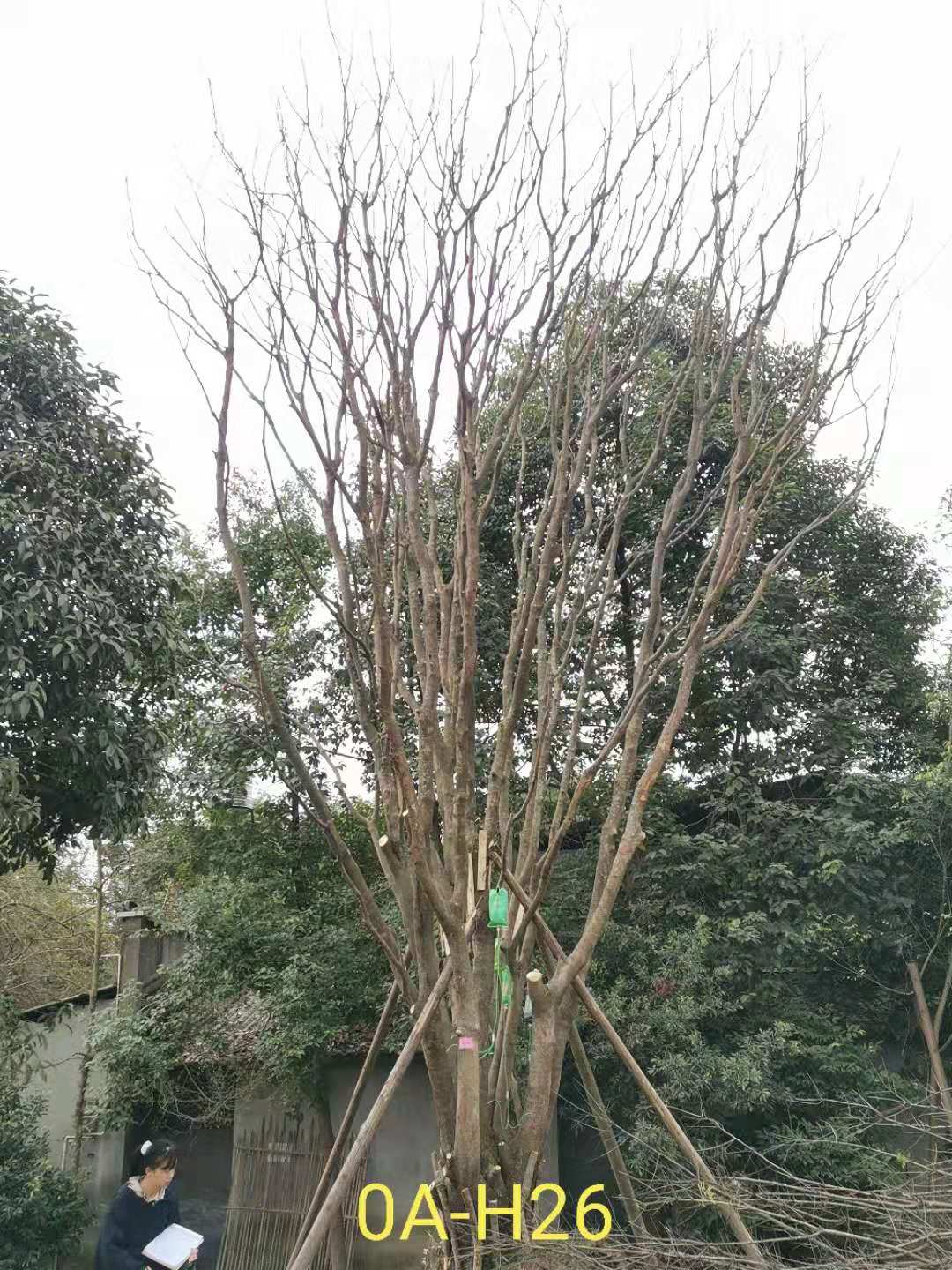 2020年四川省-乐山市72-162公分的精品丛生黄连木价格怎么样？