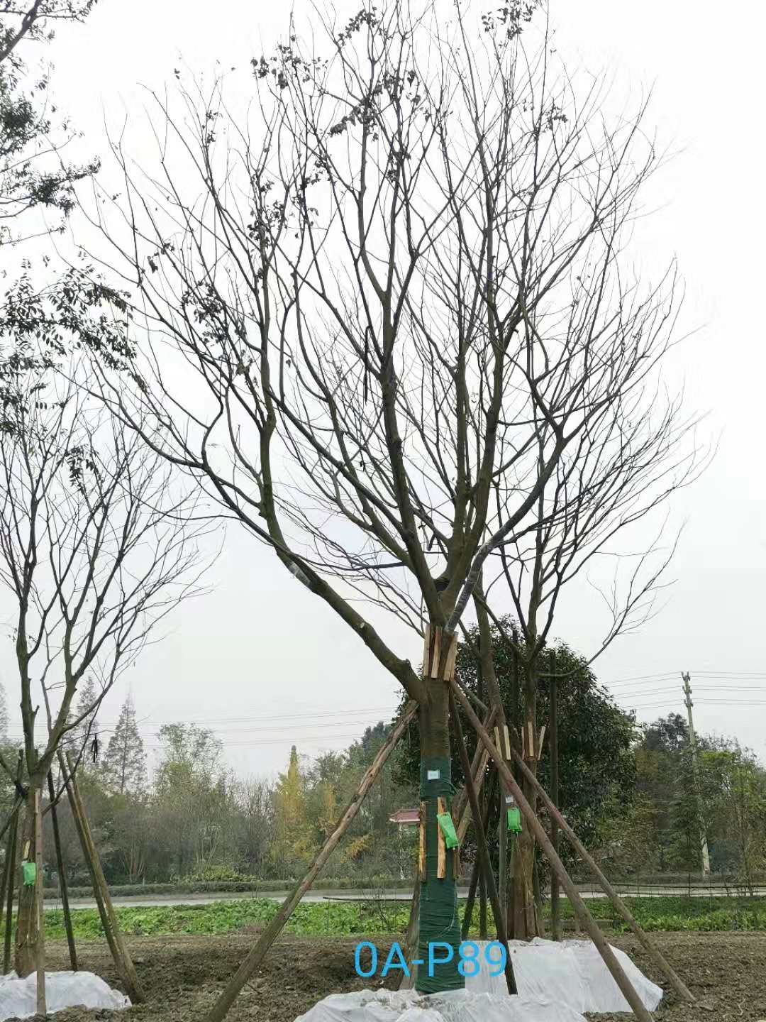 2020年31-34公分朴树最新价格详情