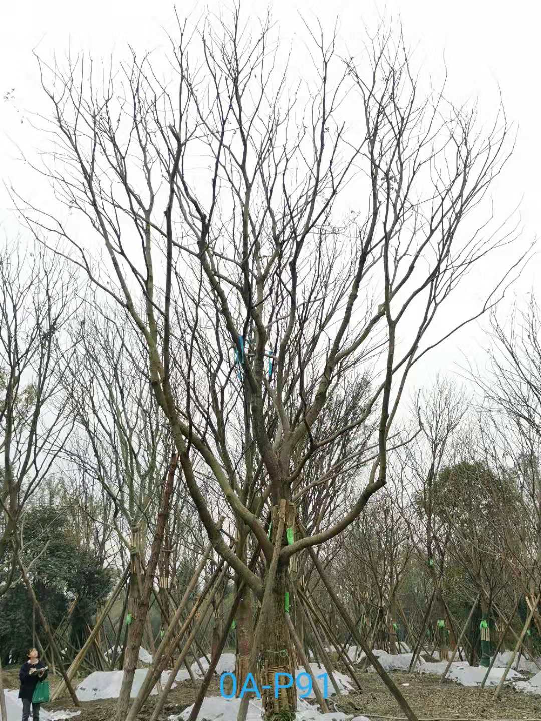 2020年德阳市36-40公分精品朴树最新价格-价格趋势