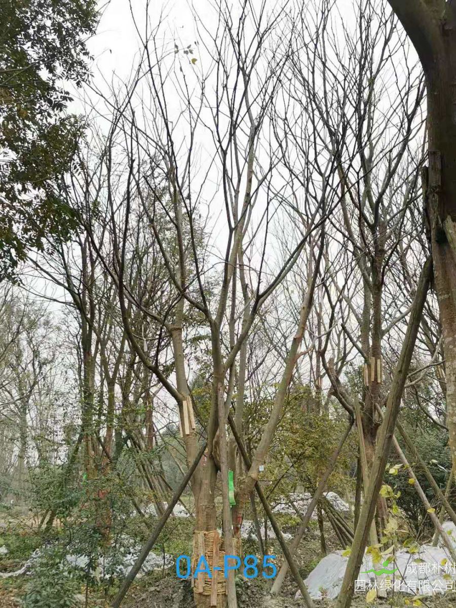 2020年四川省41-50公分精品朴树价格详情-价格趋势