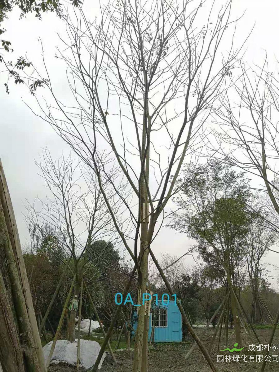 成都市-双流区24-25公分精品朴树价格如何？