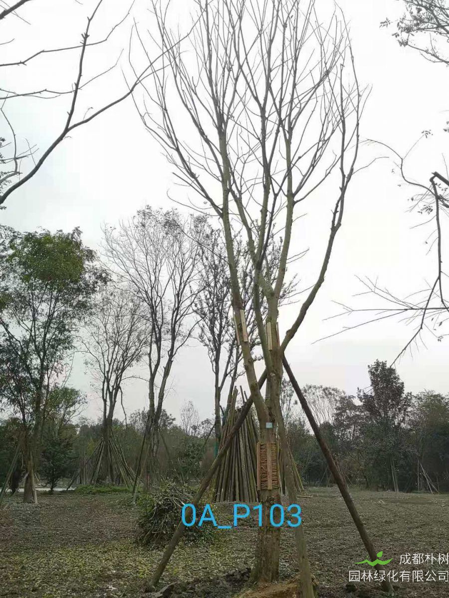 成都市-双流区24-25公分精品朴树价格如何？