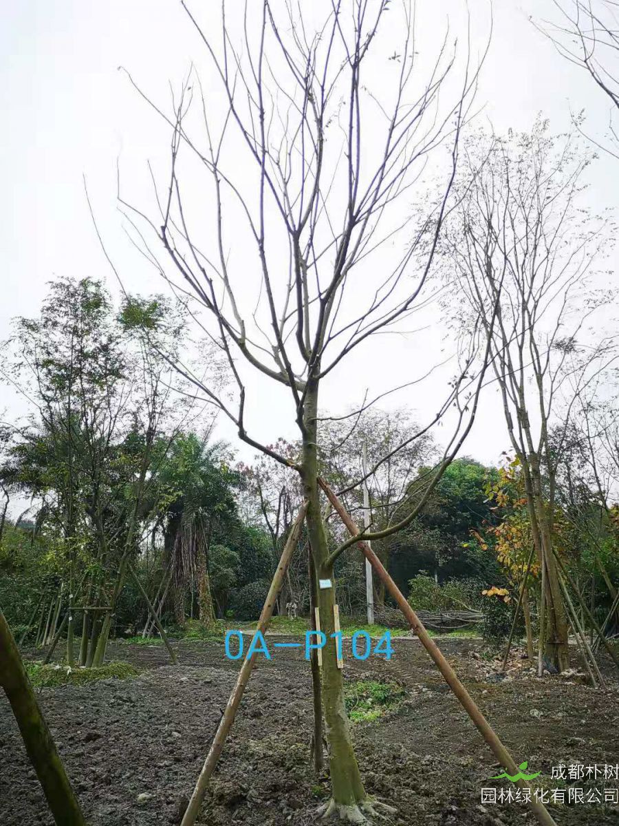2020年最新18-21公分精品朴树价格