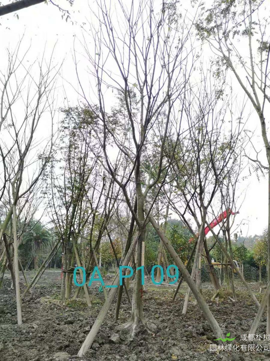 2020年最新18-21公分精品朴树价格
