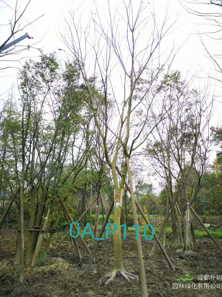 2020年最新18-21公分精品朴树价格