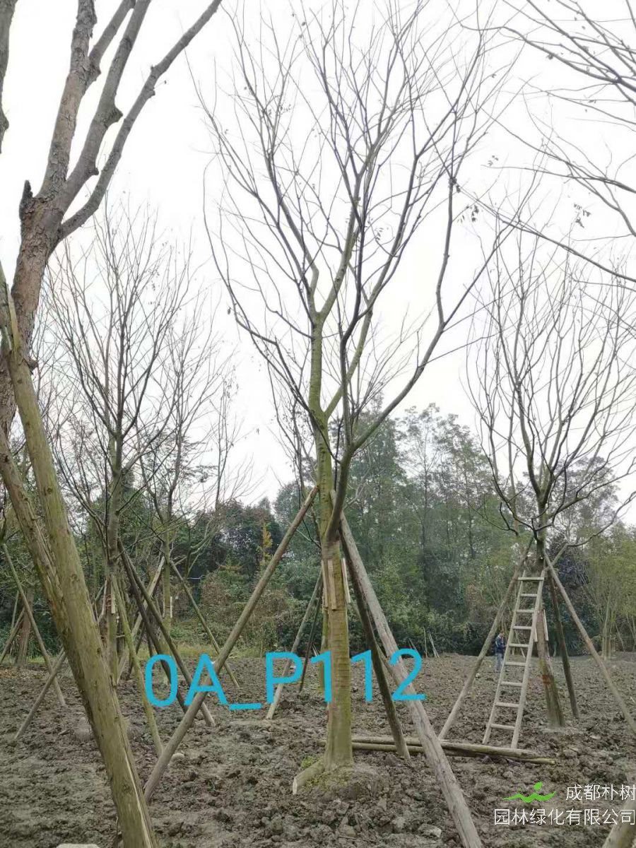 成都市-温江区22-23公分精品朴树价格趋势-价格详情