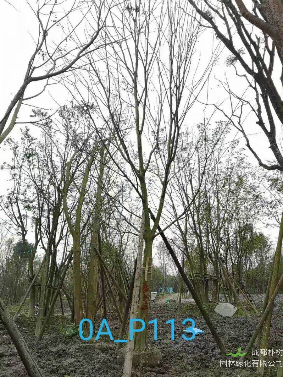 2020年最新18-21公分精品朴树价格