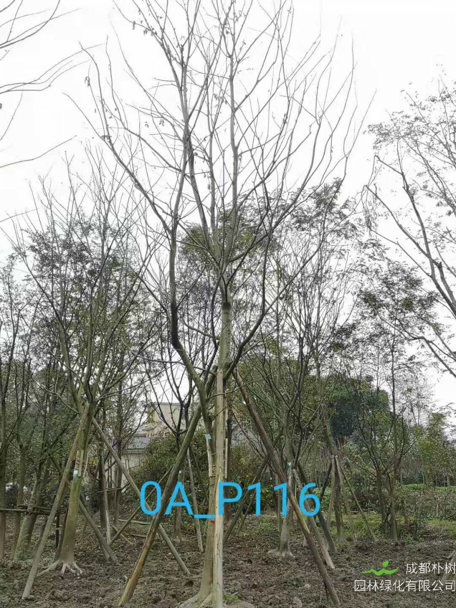 成都市-温江区22-23公分精品朴树价格趋势-价格详情