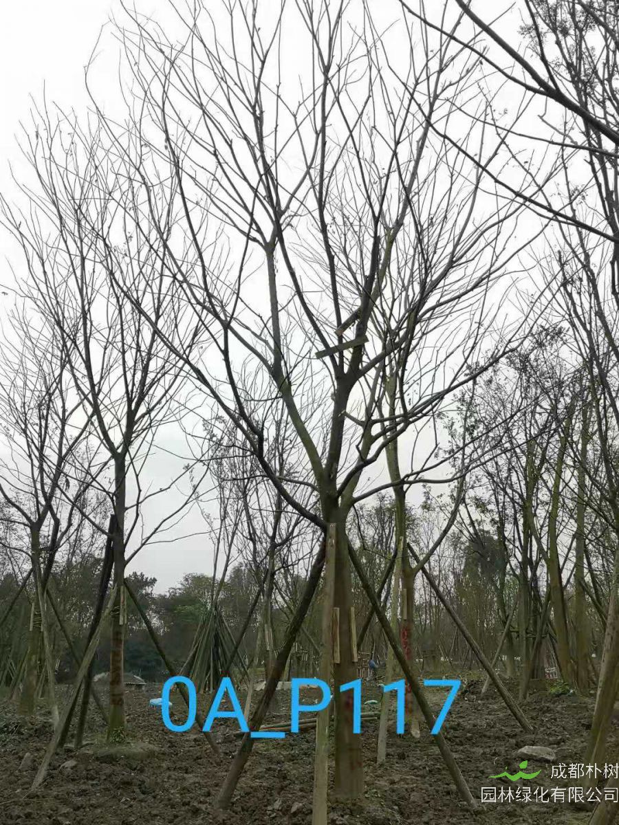 成都市-温江区22-23公分精品朴树价格趋势-价格详情