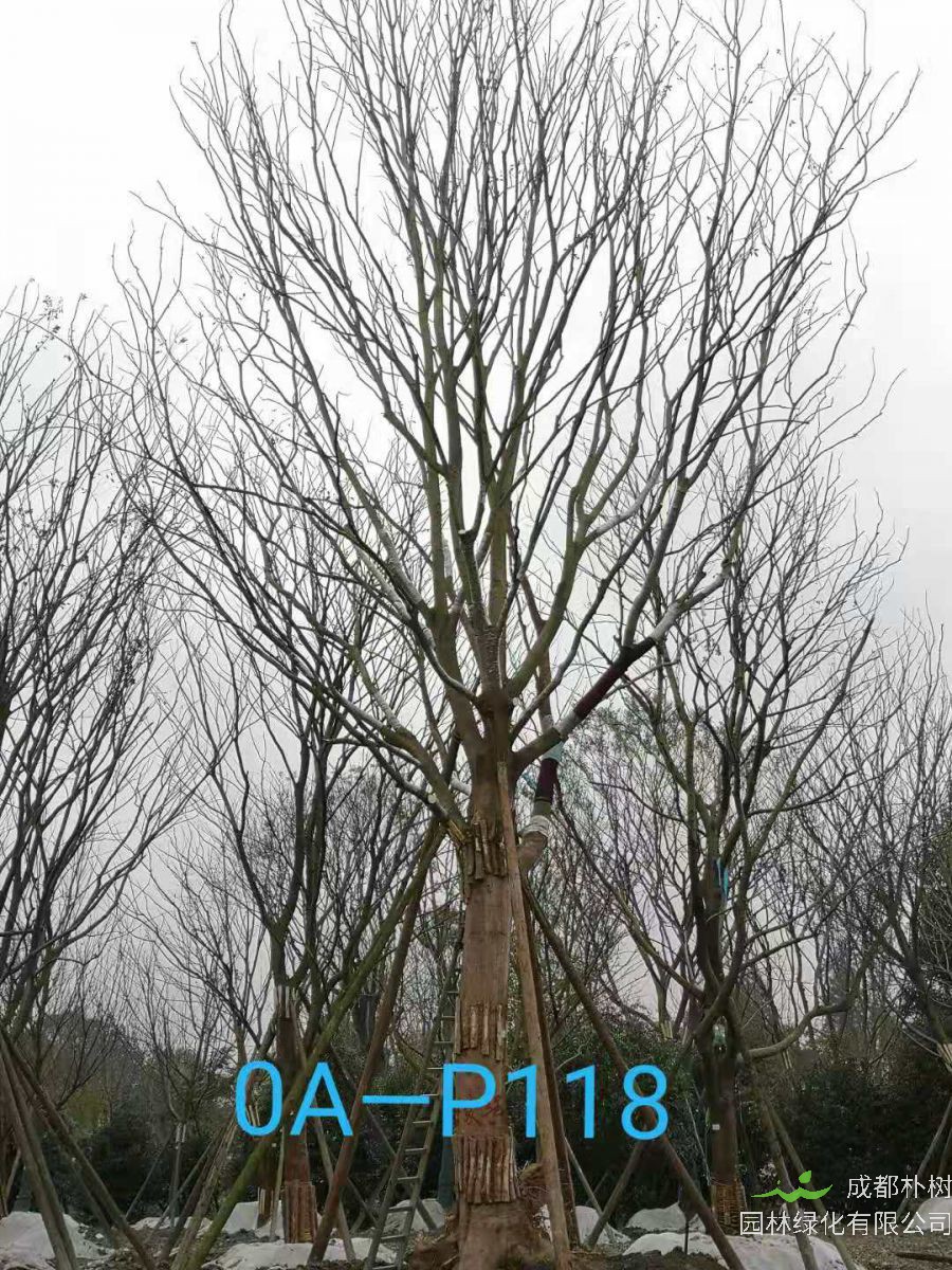 2020年朴树价格——40-54公分价格详情