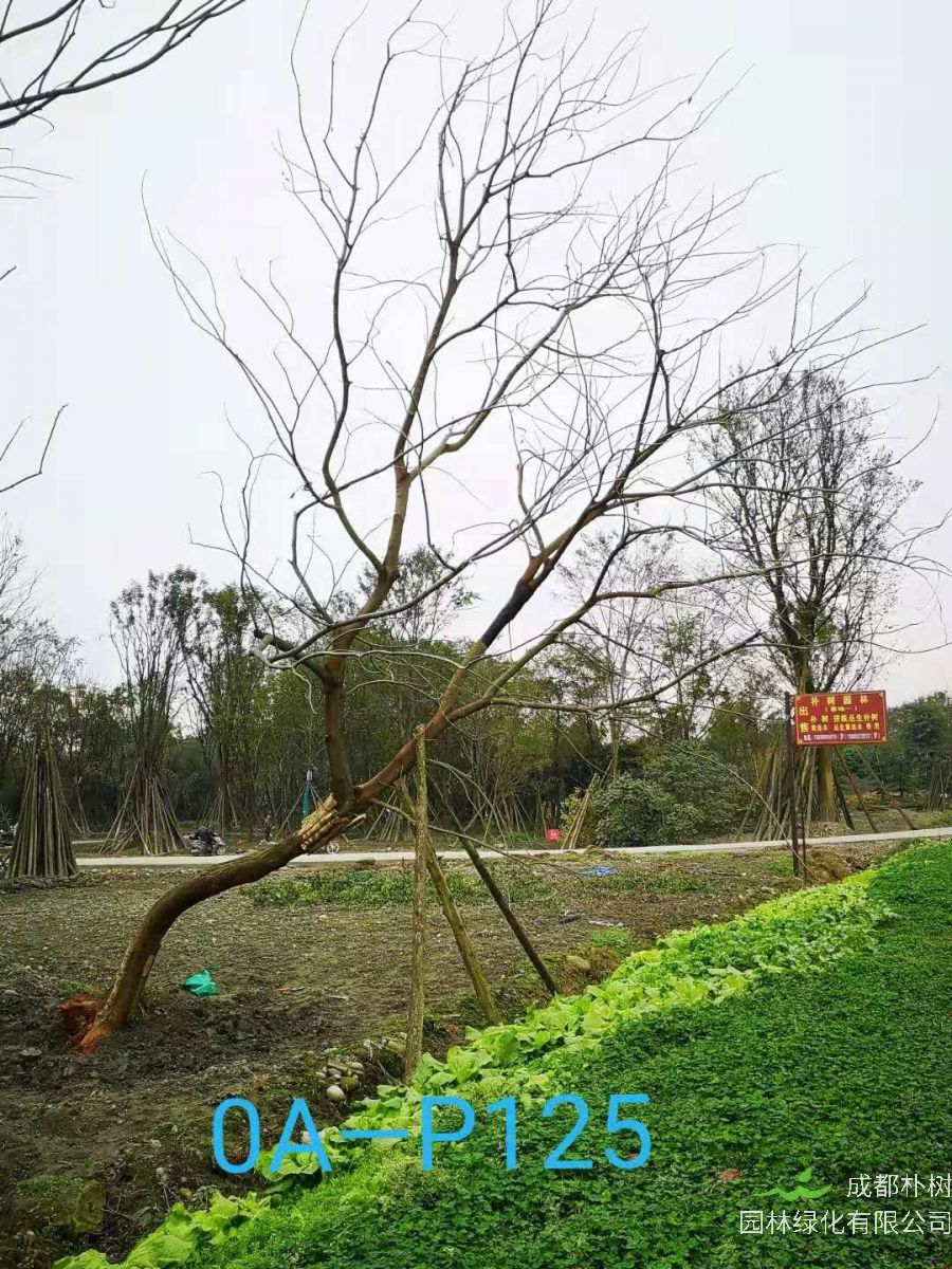 2020年30-45公分斜飘朴树最新价格