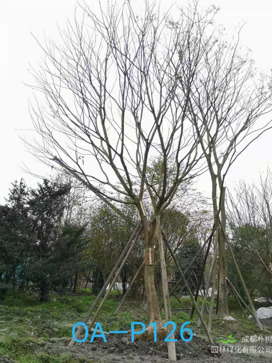 四川省-成都市-郫都区27-30公分精品朴树价格详情