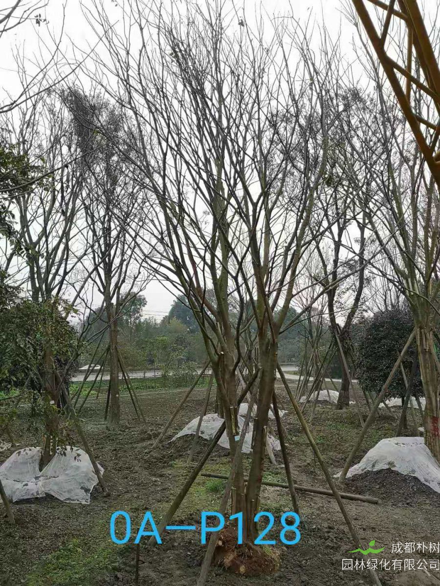 四川省-成都市-郫都区27-30公分精品朴树价格详情
