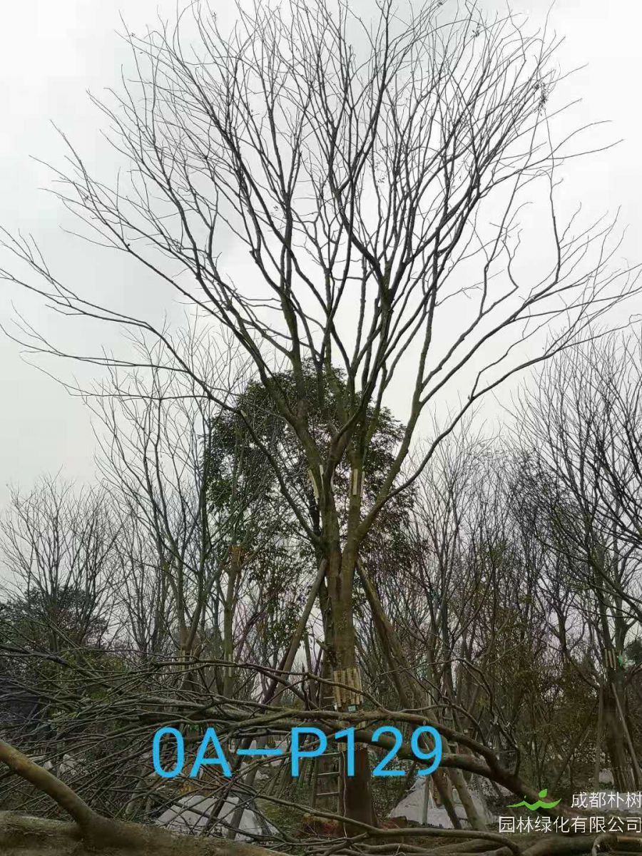 2020年朴树价格——40-54公分价格详情