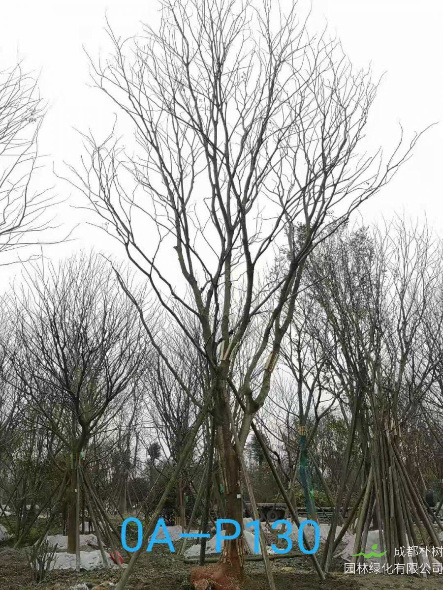 2020年33-37公分精品朴树-四川省最新价格