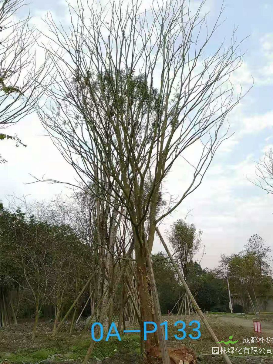 2020年33-37公分精品朴树-四川省最新价格