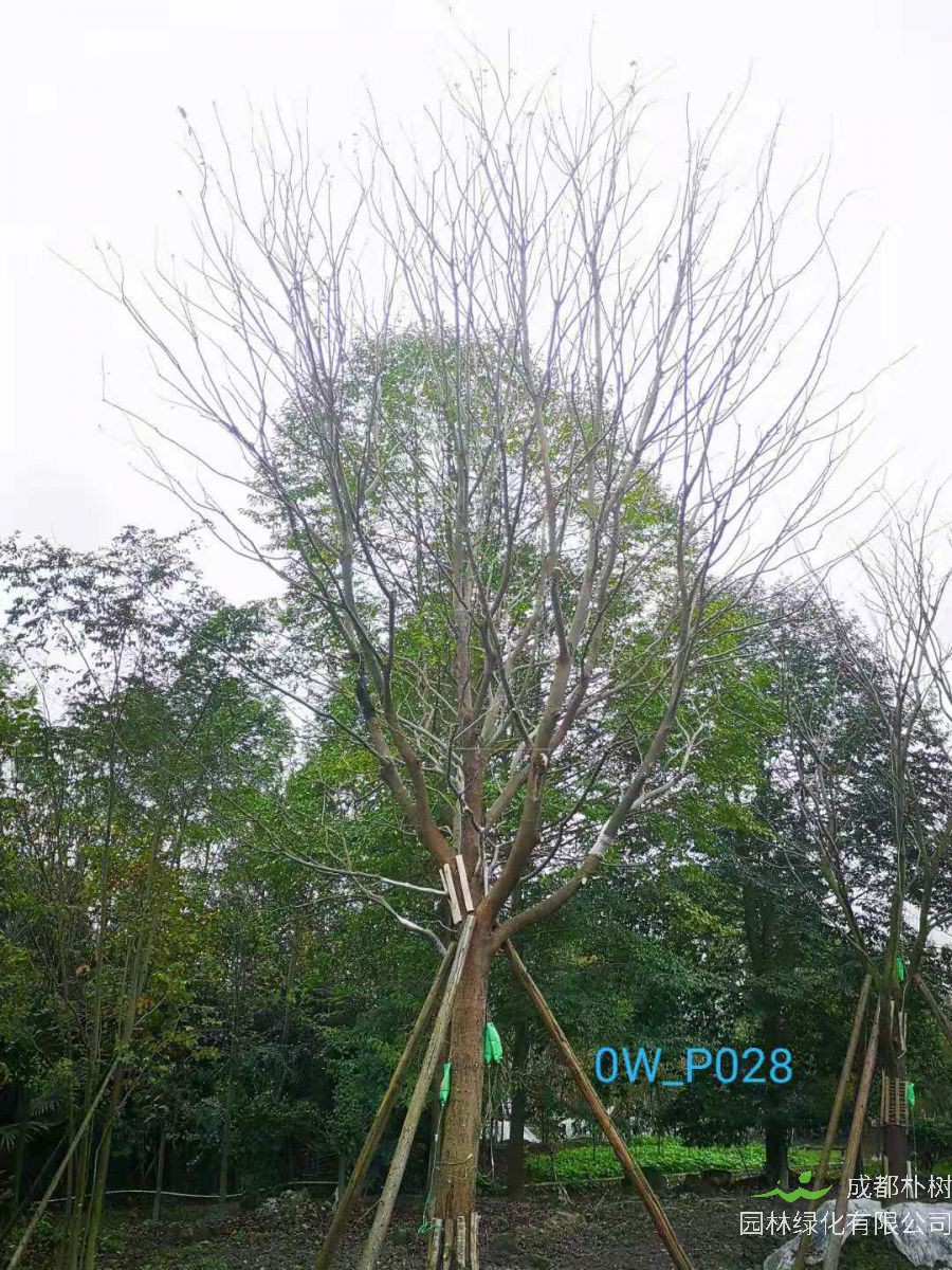 四川省-成都市-郫都区27-30公分精品朴树价格详情