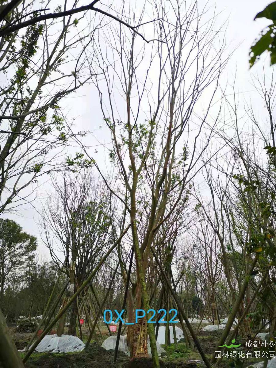2020年33-37公分精品朴树-四川省最新价格