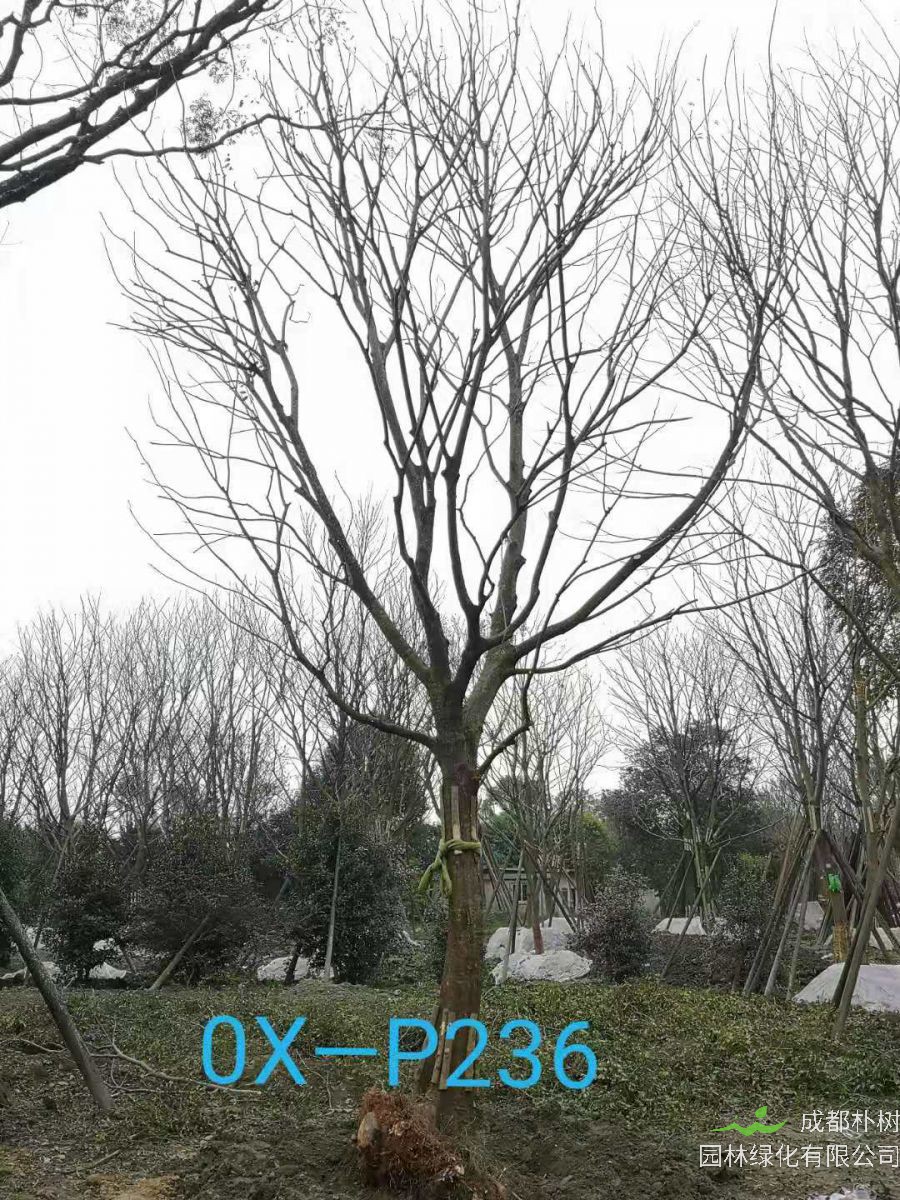 四川省-成都市-郫都区27-30公分精品朴树价格详情