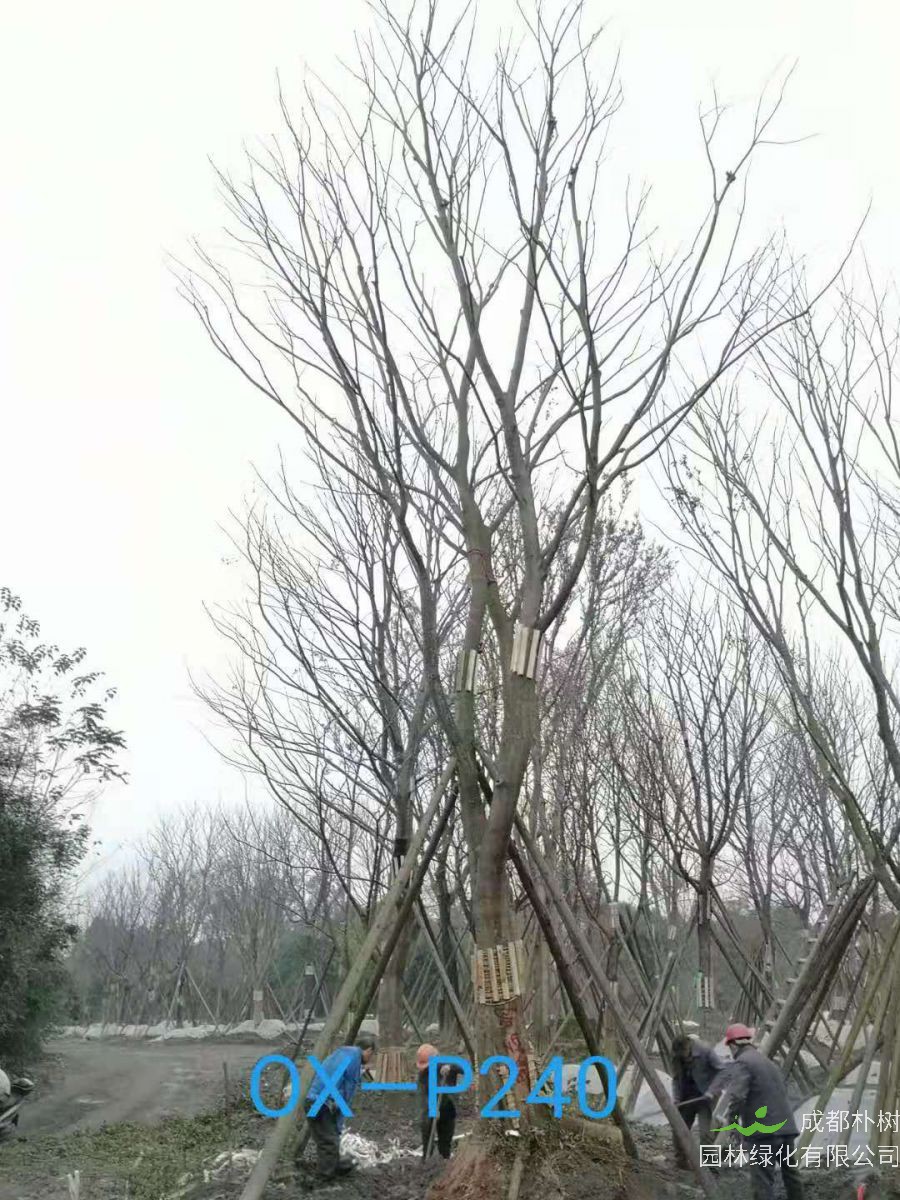 2020年30-45公分斜飘朴树最新价格