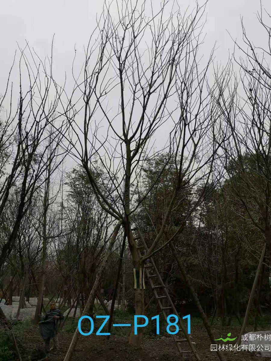 成都市-温江区22-23公分精品朴树价格趋势-价格详情