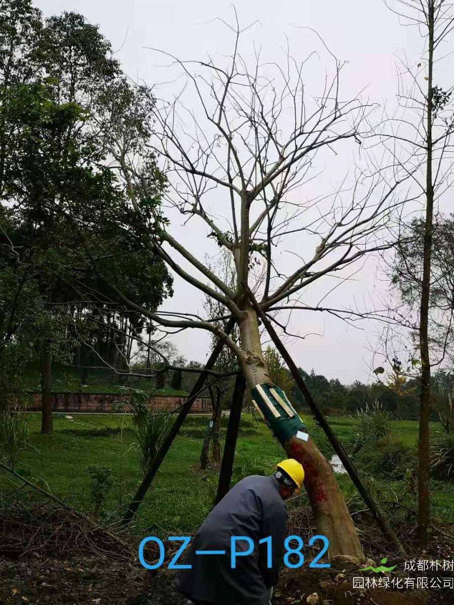 2020年30-45公分斜飘朴树最新价格