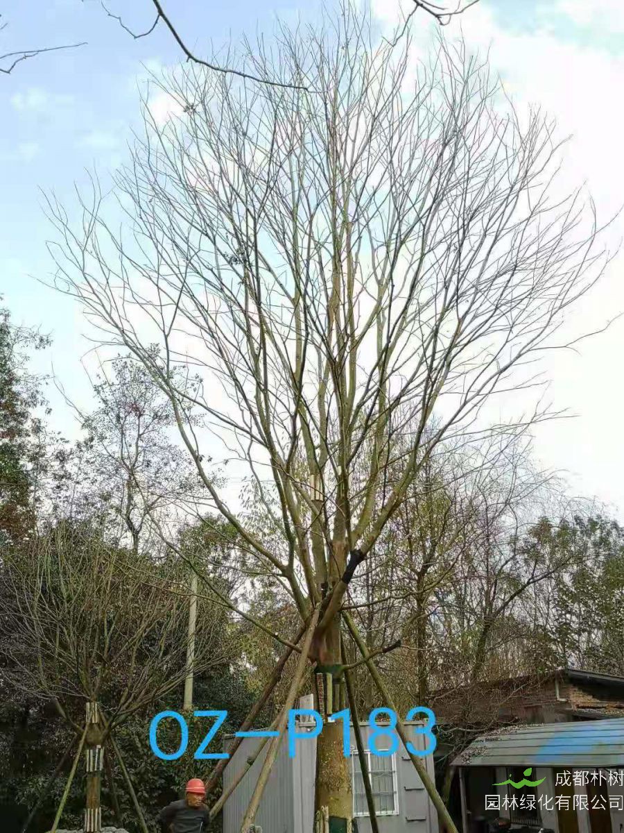 2020年朴树价格——40-54公分价格详情