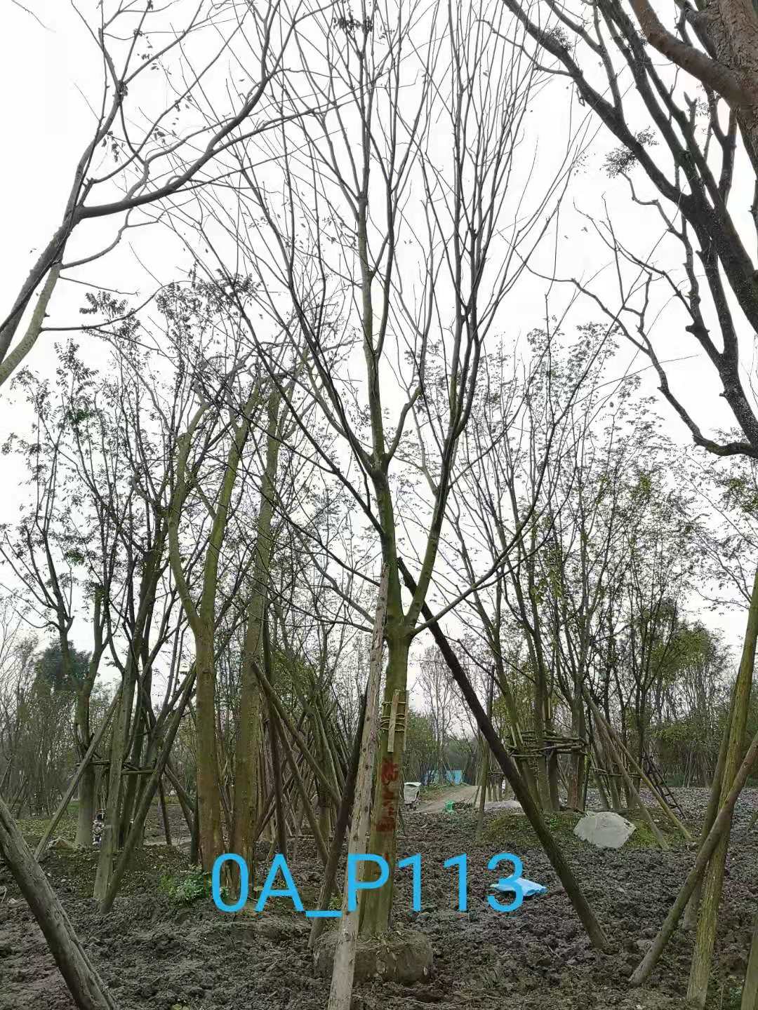 2020年最新18-21公分精品朴树价格