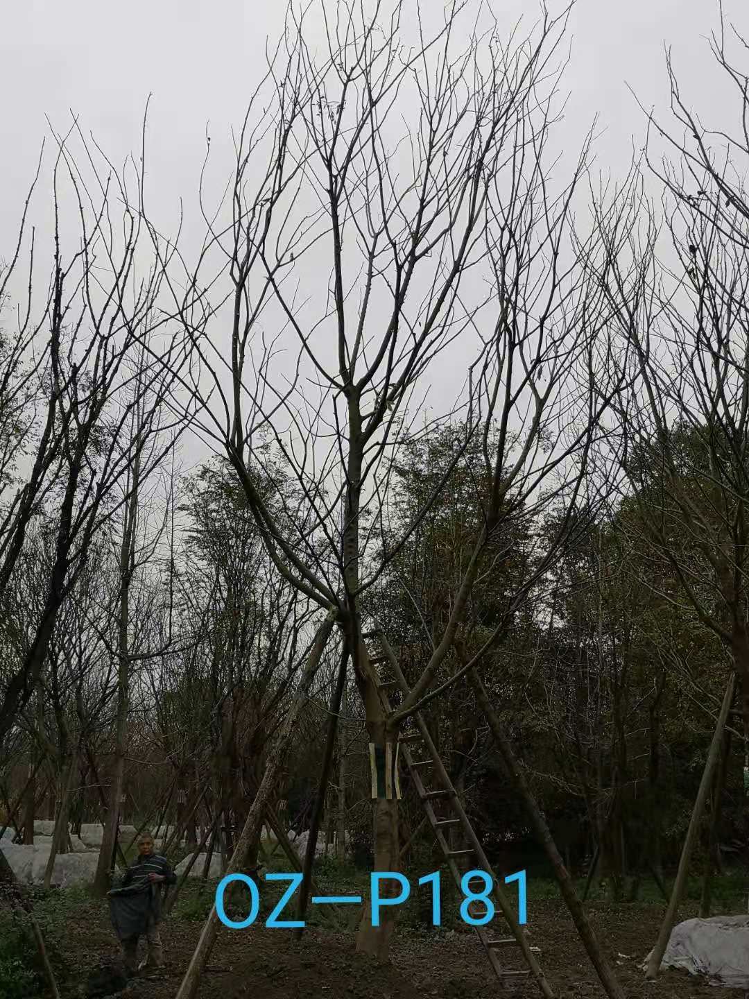 成都市-温江区22-23公分精品朴树价格趋势-价格详情