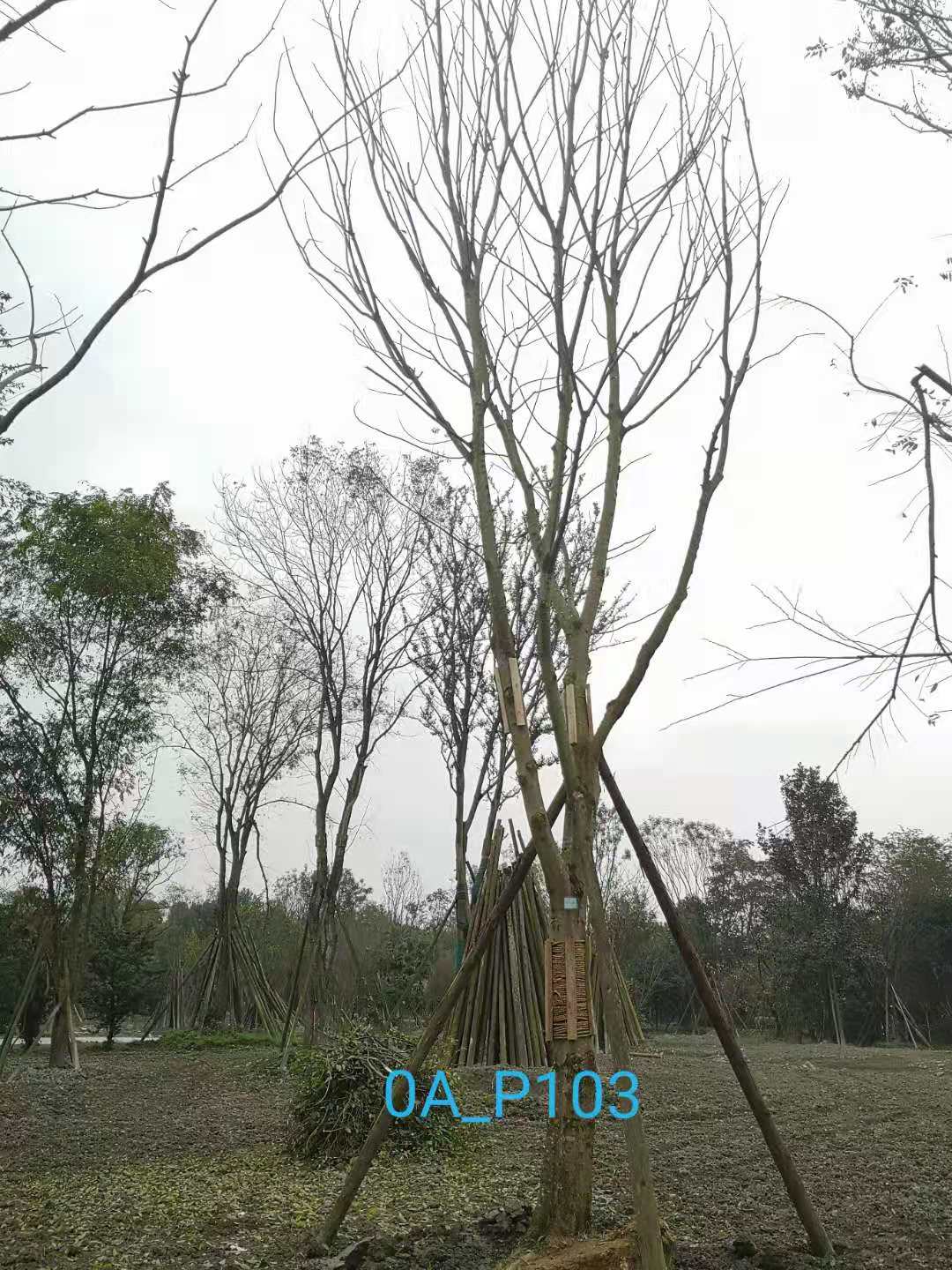 成都市-双流区24-25公分精品朴树价格如何？