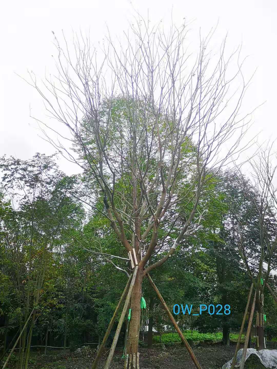 四川省-成都市-郫都区27-30公分精品朴树价格详情