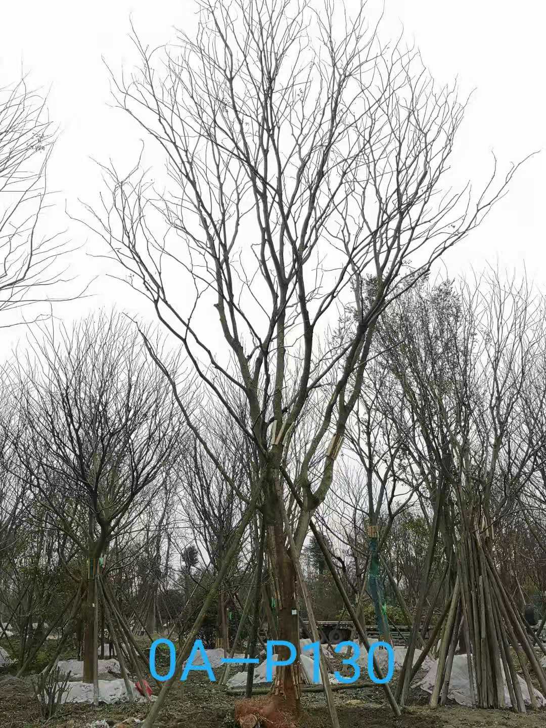 2020年33-37公分精品朴树-四川省最新价格