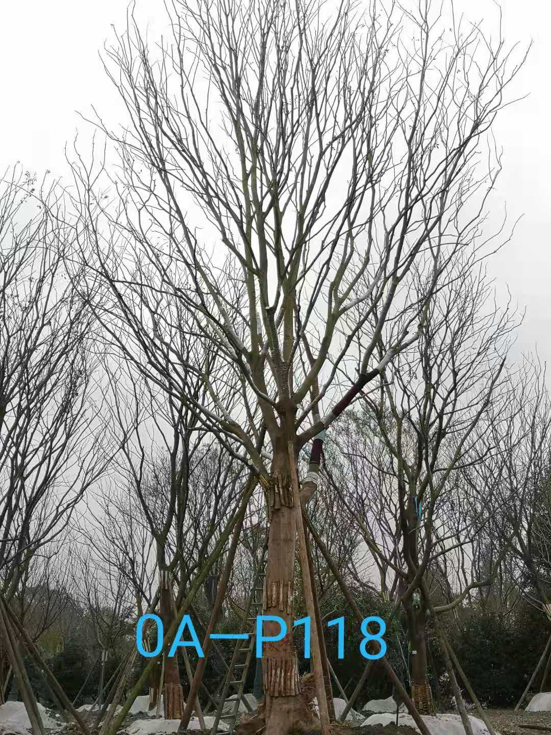2020年朴树价格——40-54公分价格详情
