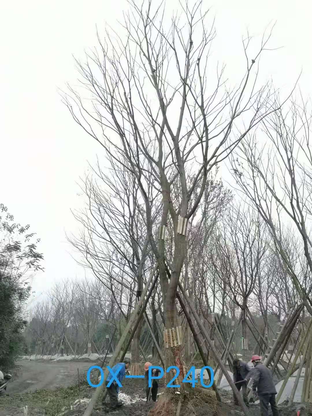 2020年30-45公分斜飘朴树最新价格