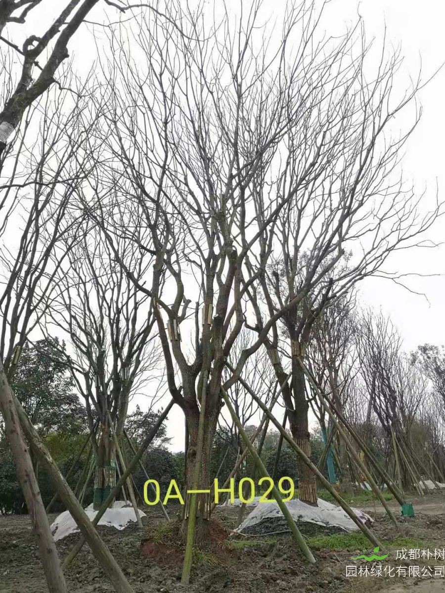 42-51公分的精品黄连木在2020年价格有没有变化？