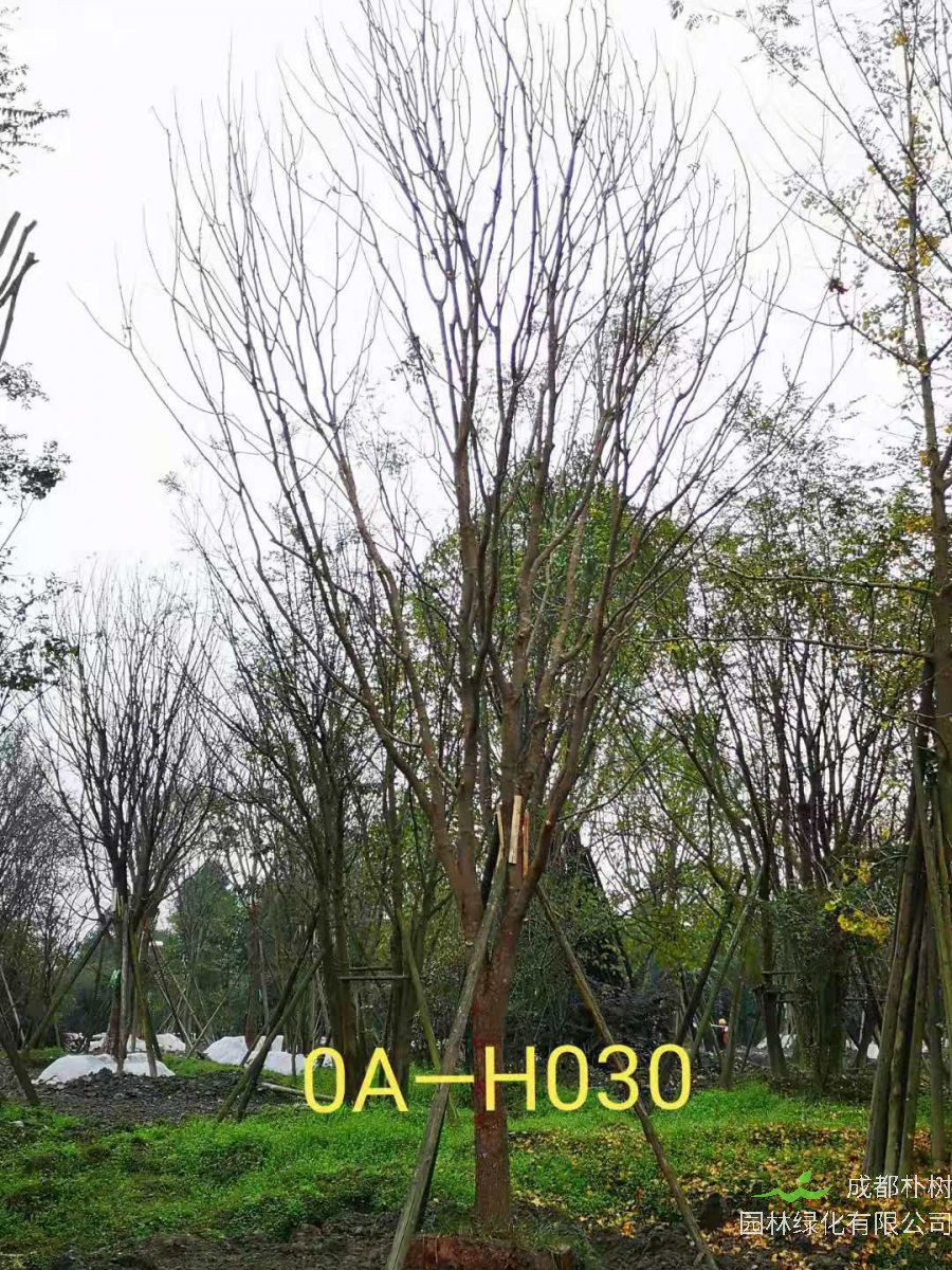 2020年22-30公分黄连木最新价格详情-最新价格趋势