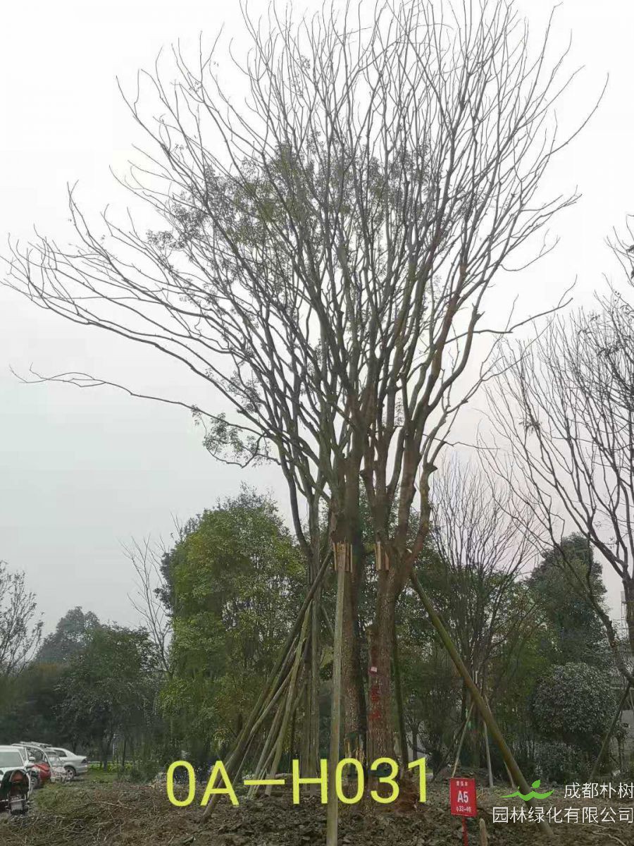 42-51公分的精品黄连木在2020年价格有没有变化？