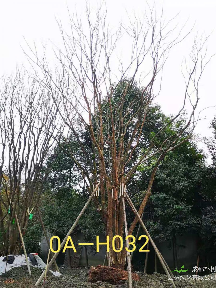 2020年50-94公分丛生黄连木最新价格详情