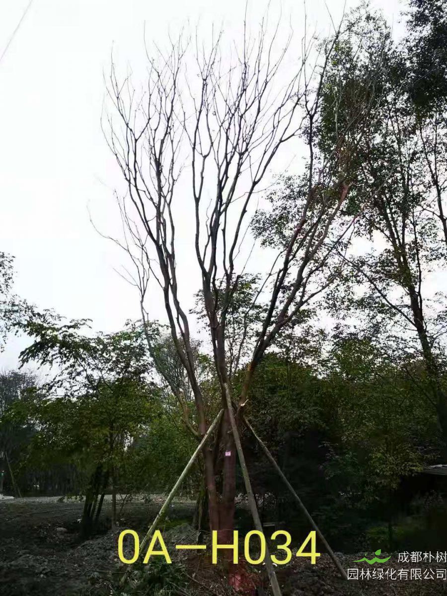 31-38公分精品黄连木最新价格-树形优美-价格实惠